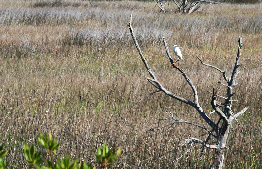 MARSH EGRET